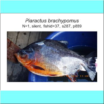 Piaractus brachypomus.png